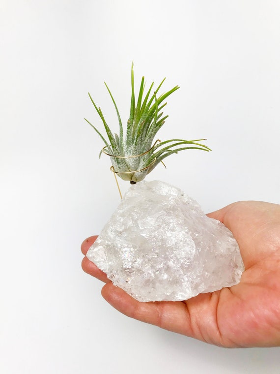 plant gift for girlfriend