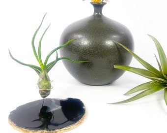 Unique Air Plant Holder Gift made from Gold Dipped Black Agate Stone - Includes Healthy Air Plant and Rock n Air Gift Box