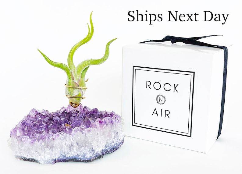 Thoughtful Birthday Gift for Her, Large Amethyst Air Plant Holder, Gift for Women, Unique gift for best friend, mom, sister, girlfriend image 2