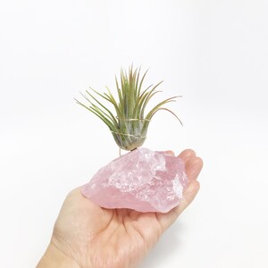Puede incluir: Una peque&ntilde;a planta de aire verde se muestra en un gran cristal de cuarzo rosa. La planta se mantiene en su lugar mediante un fino alambre de cobre.