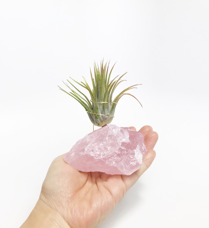 Puede incluir: Una peque&ntilde;a planta de aire verde se muestra en un gran cristal de cuarzo rosa. La planta se mantiene en su lugar mediante un fino alambre de cobre.
