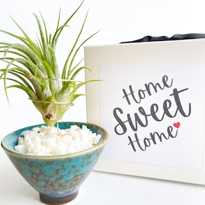 Unique Air Plant Housewarming Gift for First Home / Unique Mini Plant Pot for New Home or Office - Home Sweet Home Gift - Comes with Plant