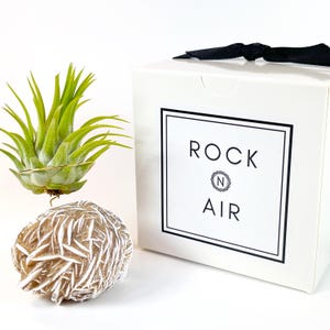 Peut inclure: Une boîte blanche avec une bordure noire et le texte "ROCK N AIR" sur le devant. La boîte est posée sur une surface blanche à côté d'une petite plante aérienne verte et d'une pierre blanche et brune.
