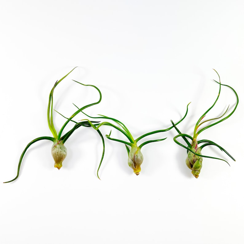 Rocknair Tillandsia Bulbosa Air Plant - Thumbnail 3