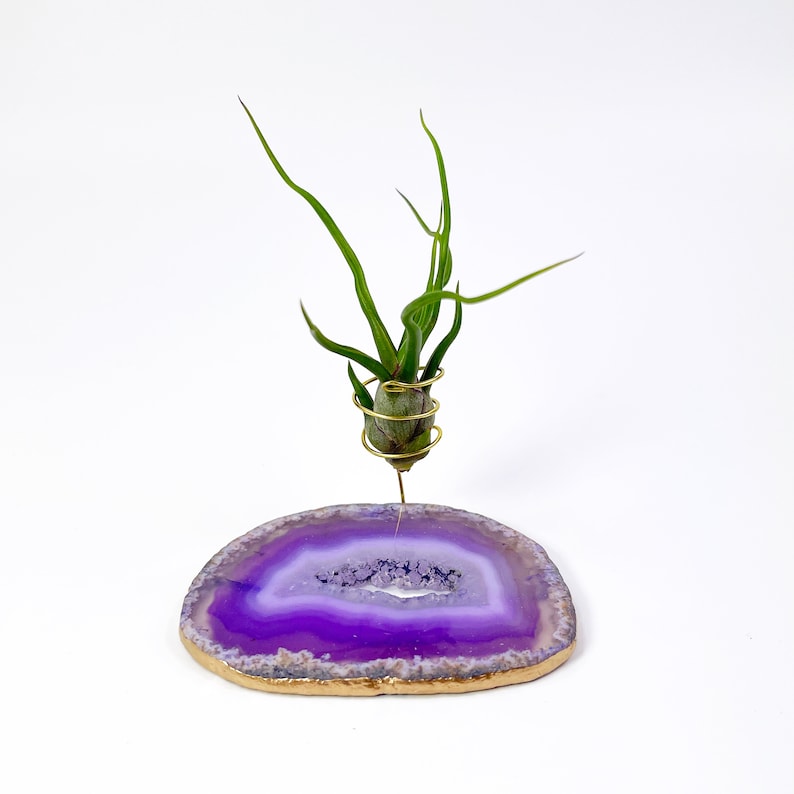 Rocknair Tillandsia Bulbosa Air Plant - Thumbnail 2