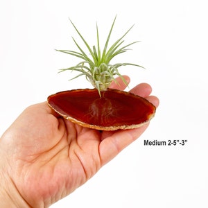 Unique May Birthday Gifts for Women, Friend, Coworker, Brown Agate Crystal Slice Air Plant Holder, Mini Planter for Cubicle or Desk Bild 3