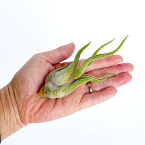May include: A green air plant with long, slender leaves is held in a person's open palm. The plant has a bulbous base and a textured, light green appearance. The background is plain white.
