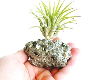 Unique Birthday Gift for Success and Abundance for Best Friend - Small Pyrite Crystal Air Plant Holder - Includes Live Plant and Gift Box