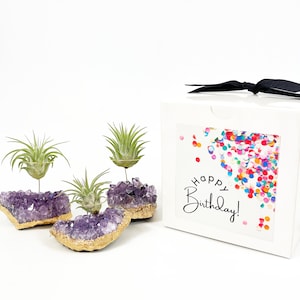 May include: Four small air plants in gold-rimmed pots are nestled in amethyst crystal clusters. The plants are arranged in a row on a white surface. A white gift box with a black ribbon and a colorful confetti design with the text "Happy Birthday!" is in the background.