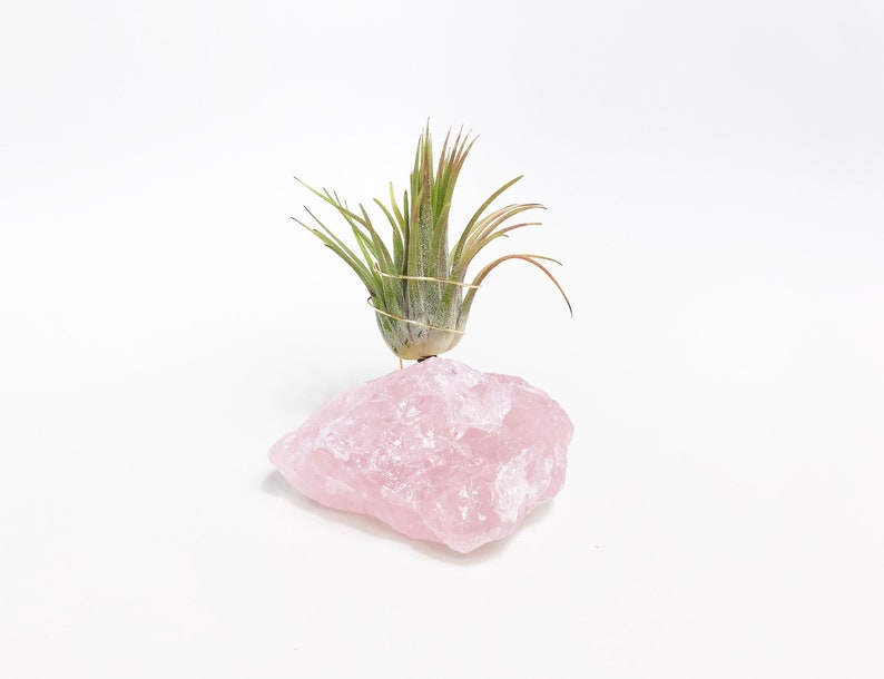 Puede incluir: Una peque&ntilde;a planta de aire verde se sienta sobre un gran cristal de cuarzo rosa.