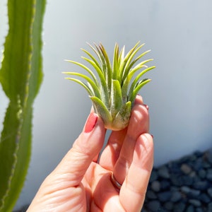 Medium Air Plant Tillandsia Ionantha Guatemala, Bulk Air Plant, Crystal Air Plant Holder or Terrarium, 30 Day Guarantee, Fast Shipping