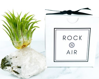 Black Tourmaline in Quartz Crystal Air Plant Holder Gift, Comes with Healthy Plant & Gift Box, Plant and Crystal Lover Gift