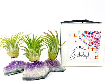 Amethyst Crystal Air Plant Holder Birthday Gift - Includes Healthy Plant and Customized Gift Box for Best Friend, Co worker, Mom