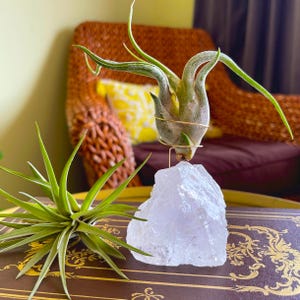 May include: A decorative air plant holder featuring a clear quartz crystal base and a gold-colored wire frame. The air plant has long, green leaves. The holder is on a brown surface with gold decorative elements.