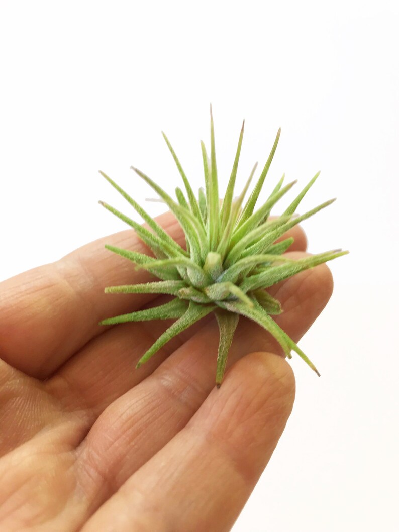 Small Air Plants Terrarium Supplies Air Plant Crystal Home Etsy