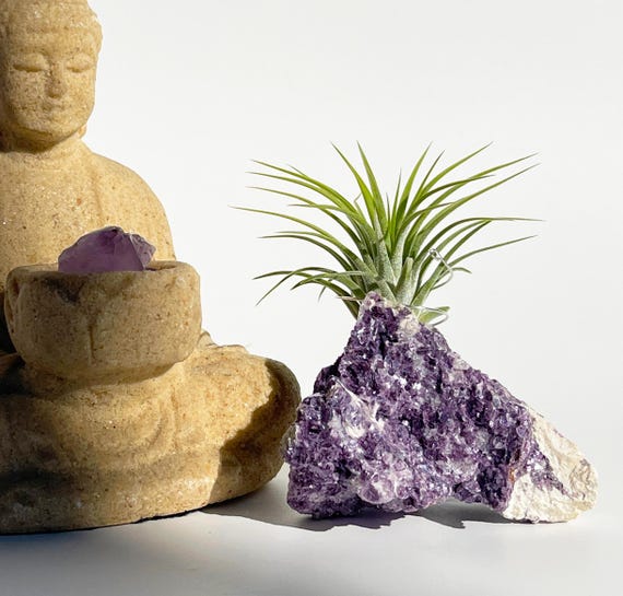 Zen Crystal and Plant Home Decor - Lepidolite Gem with Air Plant