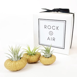 Può includere: Tre piante aeree in supporti strutturati color oro. Una scatola bianca con la scritta "ROCK N AIR" è legata con un nastro nero. Le piante aeree hanno foglie verdi e verde-argento.