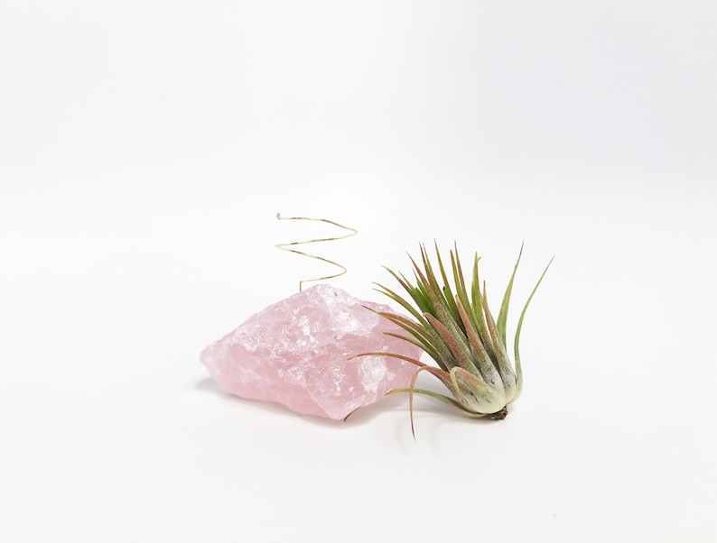 Puede incluir: Un cristal de cuarzo rosa de color rosa con un alambre dorado envuelto alrededor. Una peque&ntilde;a planta de aire verde se encuentra junto al cristal.
