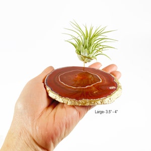 Unique May Birthday Gifts for Women, Friend, Coworker, Brown Agate Crystal Slice Air Plant Holder, Mini Planter for Cubicle or Desk Bild 2