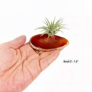 Unique May Birthday Gifts for Women, Friend, Coworker, Brown Agate Crystal Slice Air Plant Holder, Mini Planter for Cubicle or Desk Bild 4