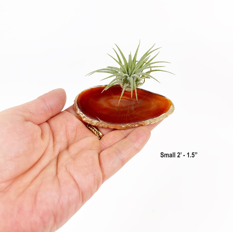 Unique May Birthday Gifts for Women, Friend, Coworker, Brown Agate Crystal Slice Air Plant Holder, Mini Planter for Cubicle or Desk Bild 4