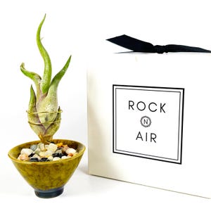 Sake Cup Air Pflanzenhalter Geschenkbox: Caput Medusae Plant