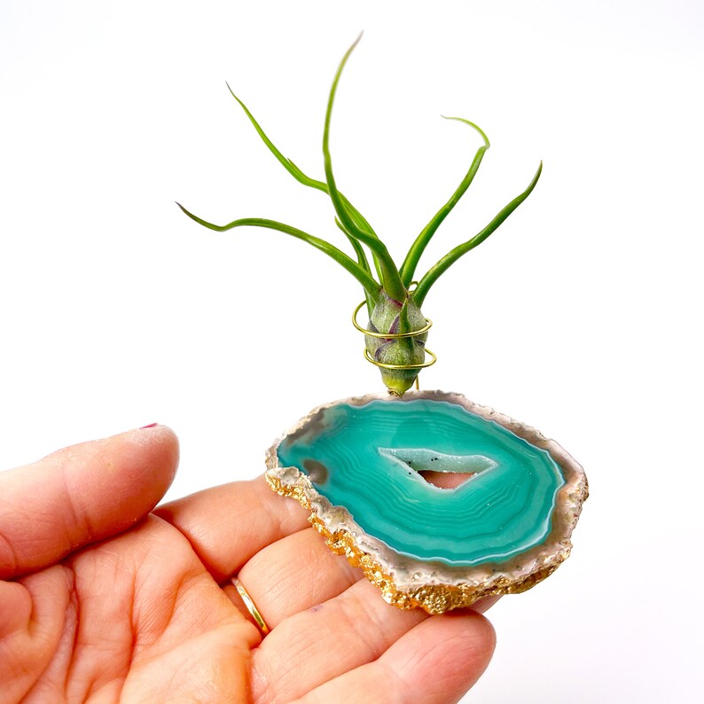 Rocknair Tillandsia Bulbosa Air Plant - Thumbnail 5