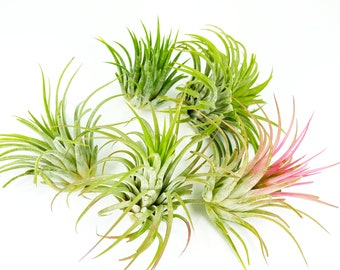 5 Pack of Large Tillandsia Ionantha Rubra Air Plants, Bulk Air Plants for Sale, Replacement Plants for Crystal Air Plant Holder, Plant Pots