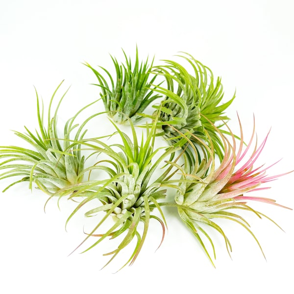 5 Pack of Large Tillandsia Ionantha Rubra Air Plants, Bulk Air Plants for Sale, Replacement Plants for Crystal Air Plant Holder, Plant Pots