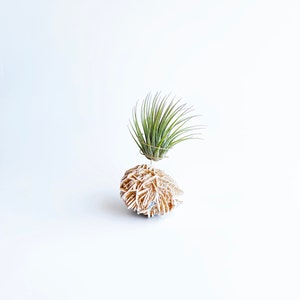 Peut inclure: Une petite plante a&eacute;rienne verte dans un support en fil de fer repose sur une g&eacute;ode de rose quartz beige.