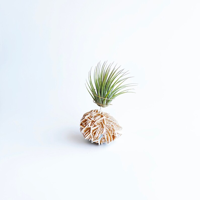 Peut inclure: Une petite plante a&eacute;rienne verte dans un support en fil de fer repose sur une g&eacute;ode de rose quartz beige.