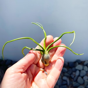 May include: A green air plant with long, thin leaves held in a hand. The plant has a bulbous base.