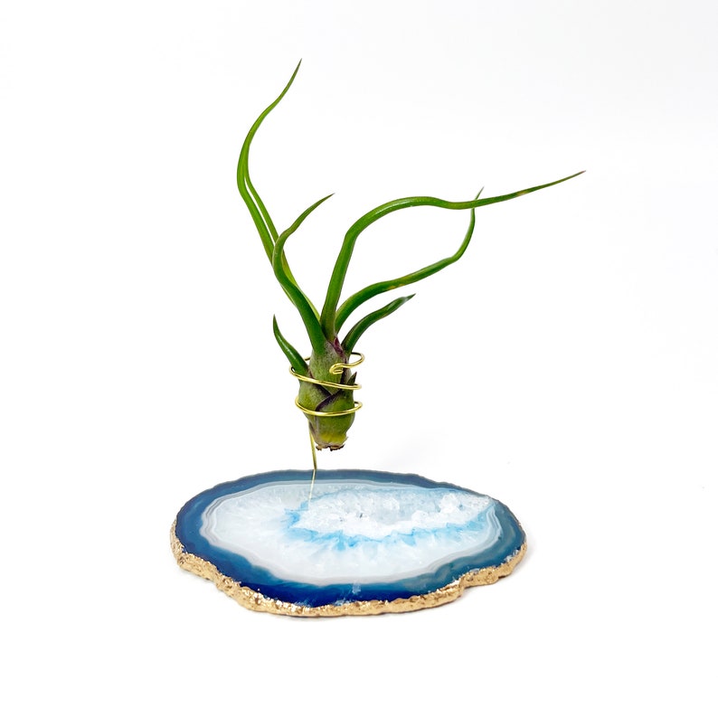 Rocknair Tillandsia Bulbosa Air Plant