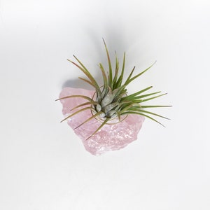 Puede incluir: Una peque&ntilde;a planta de aire verde creciendo en un cristal de cuarzo rosa.