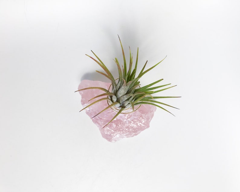 Puede incluir: Una peque&ntilde;a planta de aire verde creciendo en un cristal de cuarzo rosa.