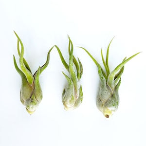 May include: Three small green air plants with long, thin leaves. The plants are arranged in a row on a white background.