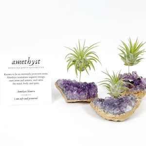 May include: Three air plants in gold-rimmed pots are displayed on amethyst crystal clusters. The amethyst crystals are a deep purple color and have a rough, natural texture. A card with the text "amethyst serenity peace protection" is visible in the background.