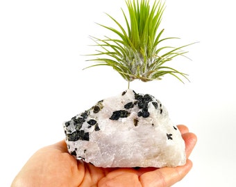 Soporte para plantas de aire con cristal de cuarzo y turmalina negra: un regalo de cumpleaños único para los amantes de las plantas.