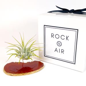 Red Agate Crystal Air Plant Holder – Gold Trimmed Geode Stand, Tillandsia Included