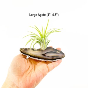 Black Brown Agate Slice Air Plant Holder, Air Plant Gift Idea for Best Friend, Boy Friend, Crystal and Plant Lovers, Desk Plant for Office image 4