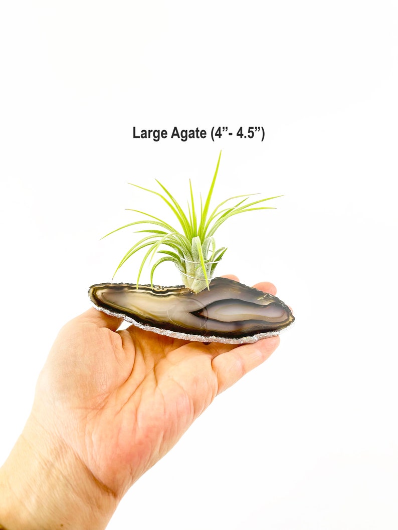 Black Brown Agate Slice Air Plant Holder, Air Plant Gift Idea for Best Friend, Boy Friend, Crystal and Plant Lovers, Desk Plant for Office image 4