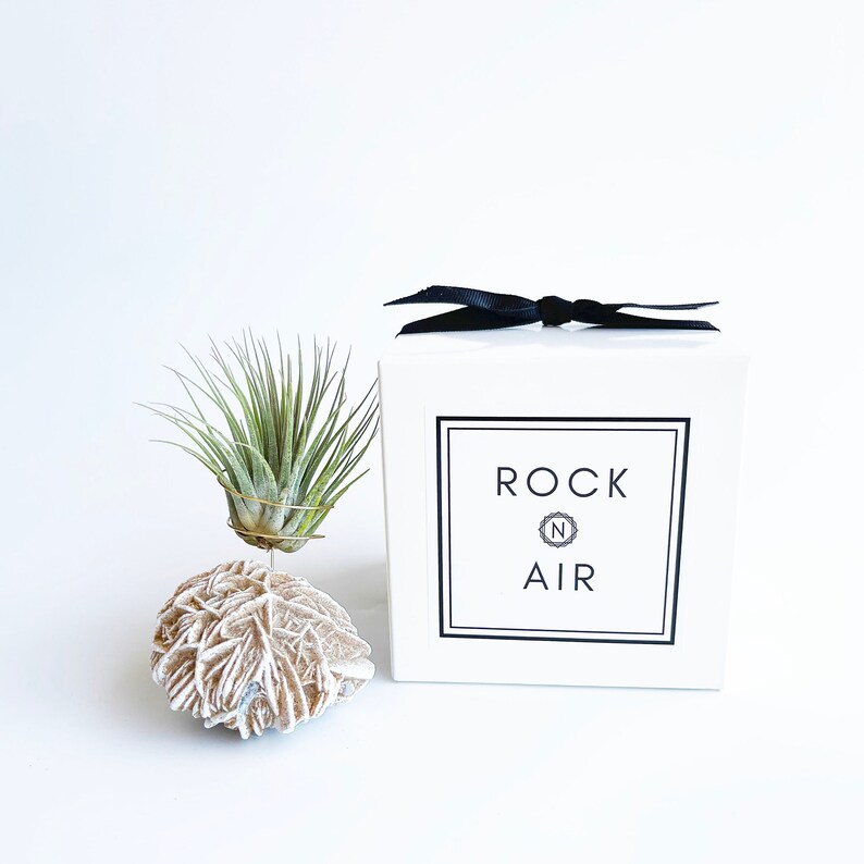 Peut inclure: Bo&icirc;te carr&eacute;e blanche avec un ruban noir et le texte "ROCK N AIR" sur le devant. Une petite plante a&eacute;rienne est pos&eacute;e sur une roche beige.