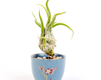Mini-keramische luchtplanthouder - geïnspireerd op Japanse Sake-beker, Zen Garden-bureaudecor
