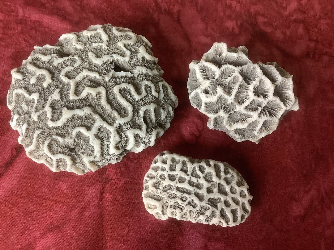 Brain Coral Fossil Collecting Natural Gray & White Coral Etsy