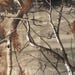 CAMO Fabric, Camouflage, Timber, Hunting, 100% Cotton 23 X 30 Piece ...