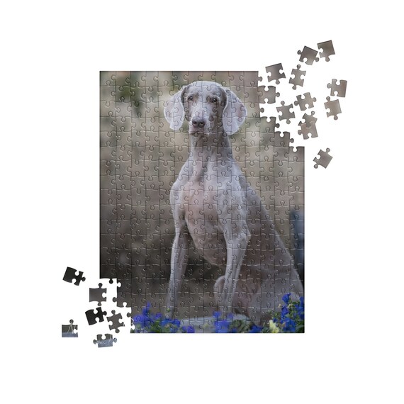 weimaraner jigsaw puzzle