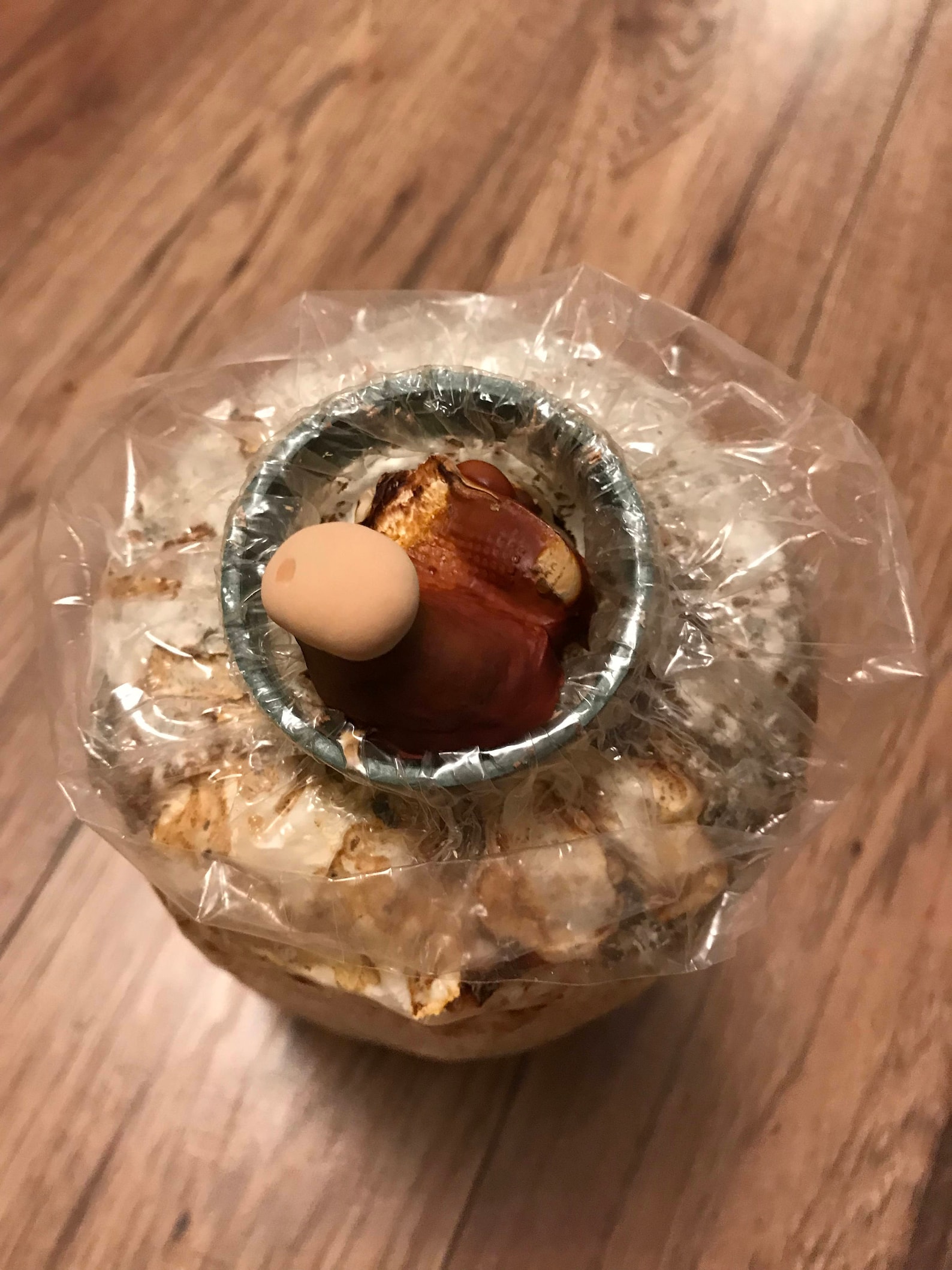 Reishi Mushroom Home Grow Kit | Etsy