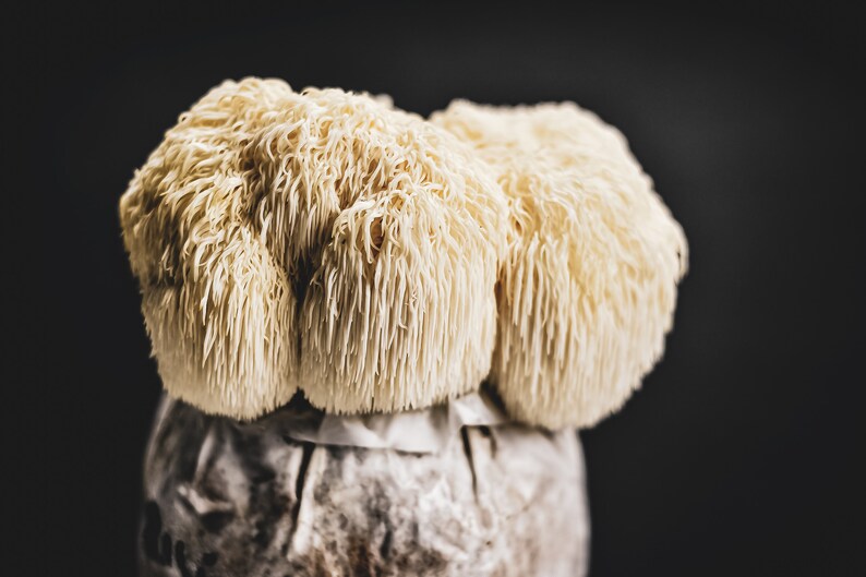 Lion's Mane Mushroom Home Grow Kit Etsy