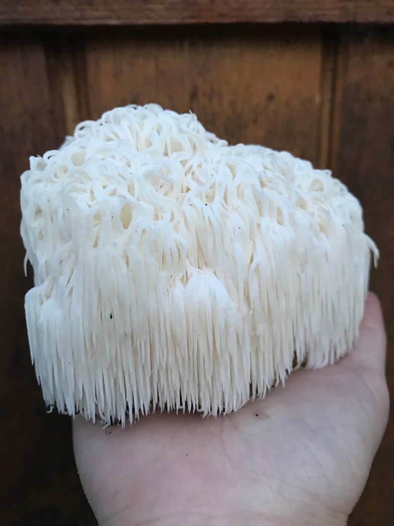 Lion's Mane Mushroom Home Grow Kit Etsy Sweden
