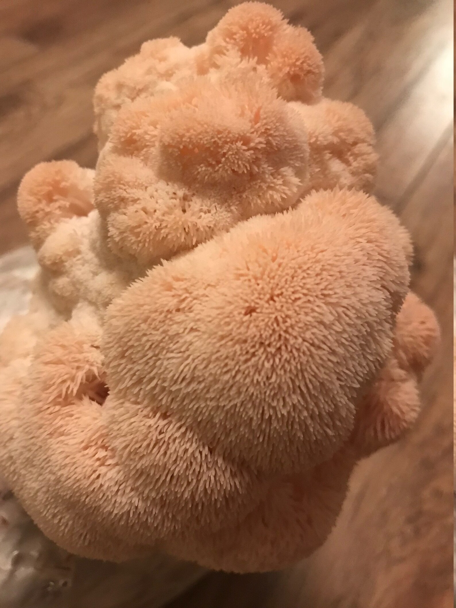 Lion's Mane Mushroom Home Grow Kit Etsy UK